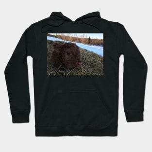 Scottish Highland Cattle Calf 1722 Hoodie